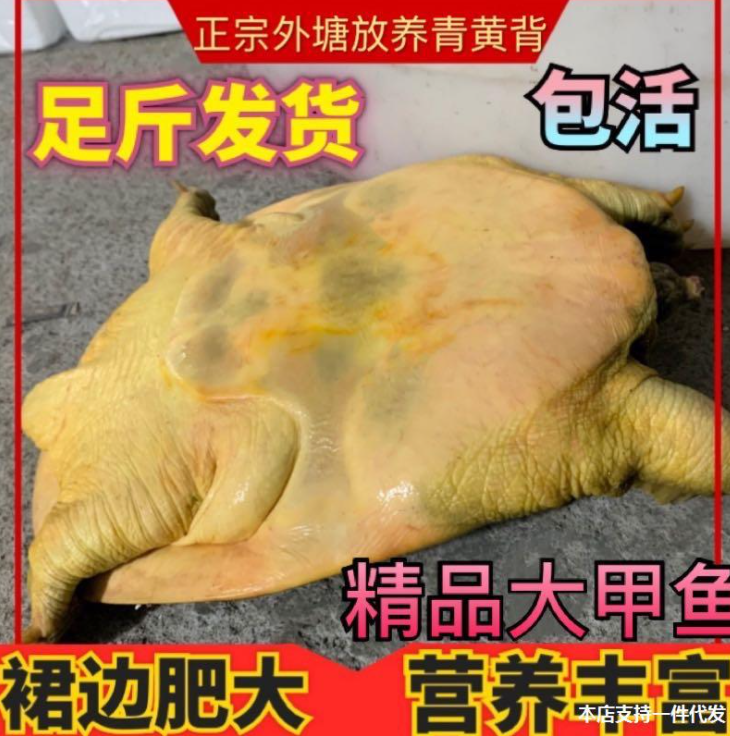 2斤鲜活大甲鱼生鲜青黄背食用中华鳖外塘生态野养老团鱼水鱼活物