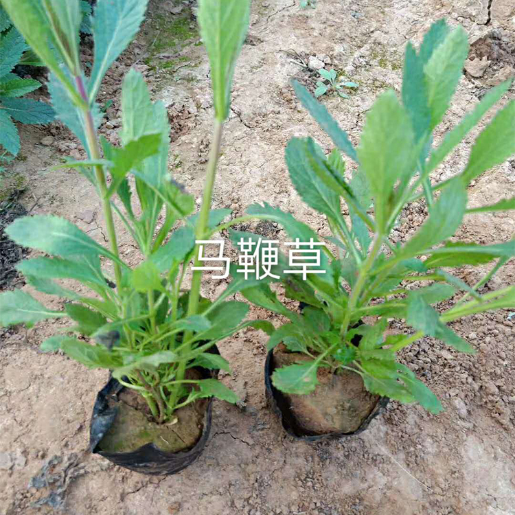马鞭草杯苗种植基地 马鞭草杯苗发售价格 优价出售