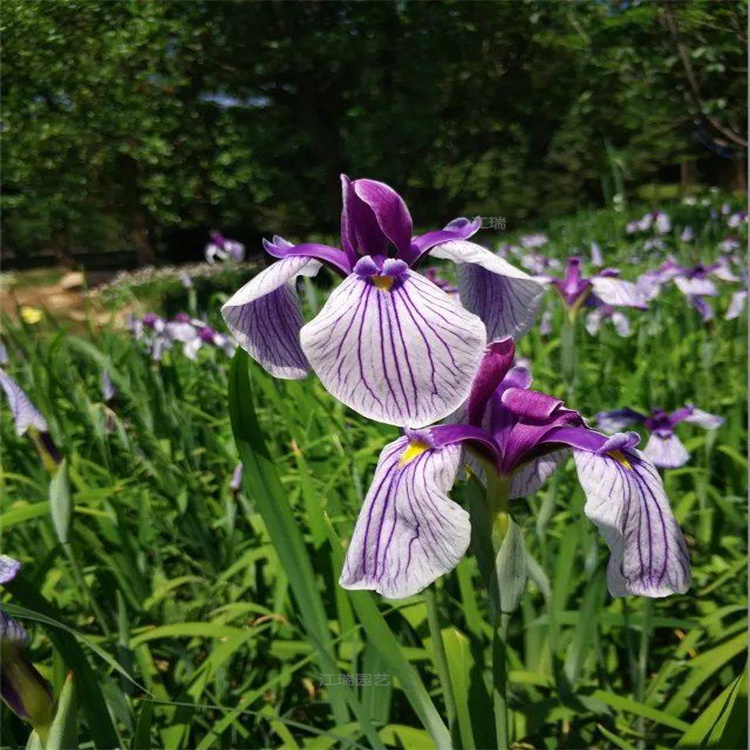 湖南花菖蒲河道绿化花卉 花菖蒲花色齐全 花菖蒲园区水体绿化花卉 江瑞