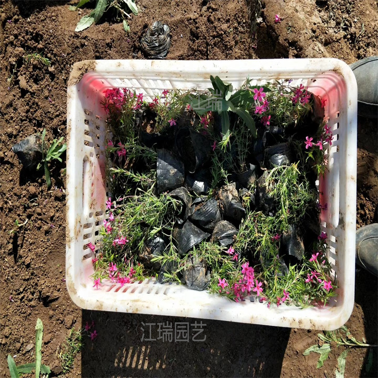 河北芝樱路旁绿化花卉 芝樱质量优价格低 芝樱花公园花坛镶边花卉 江瑞园艺