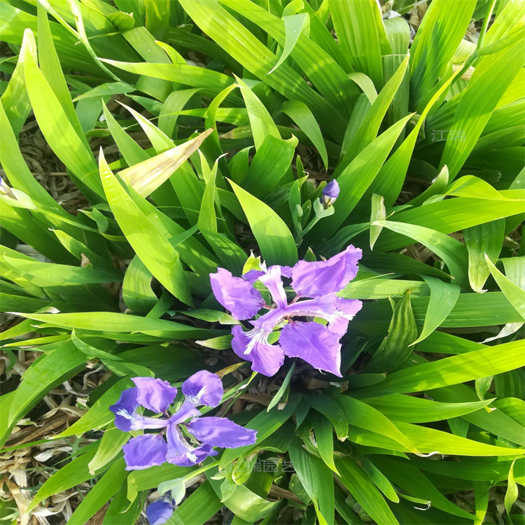 湖南鸢尾现货供应 鸢尾种子质优价廉 鸢尾花园区种植花卉 江瑞园艺 