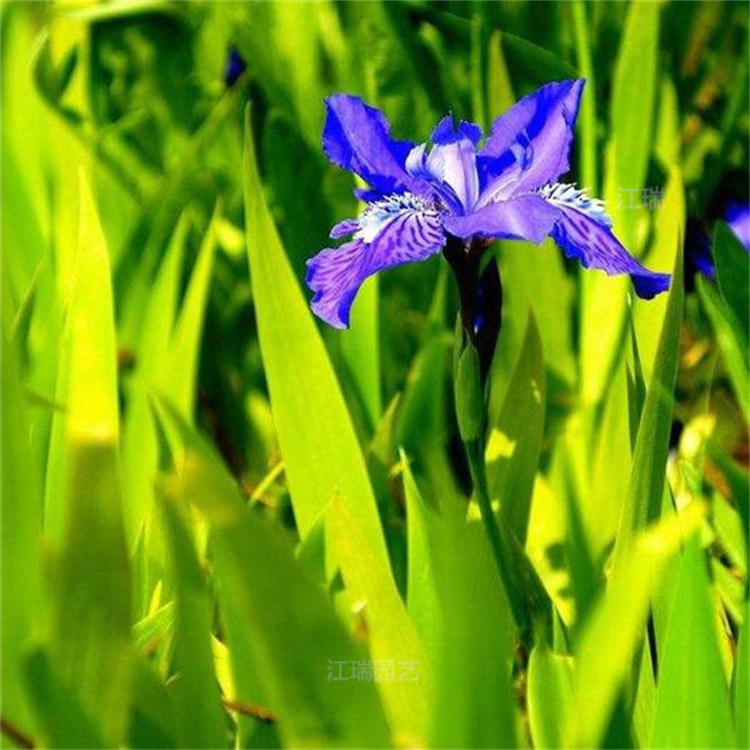 河南绿化鸢尾花径种植 鸢尾花坛 园区 花境配色花卉 鸢尾大量上市 江瑞