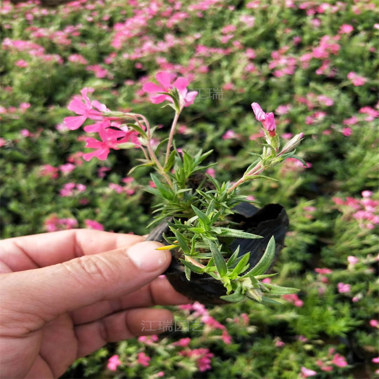 湖南芝樱花径 花坛种植花卉 成片种植芝樱批发 营养杯苗易成活 欢迎来电咨询