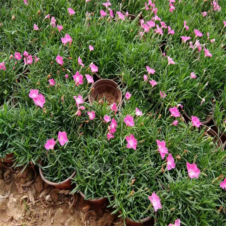 北京欧石竹路旁绿化花卉 欧石竹小区 厂区 园区绿化花卉 耐寒 耐旱 欢迎来电咨询