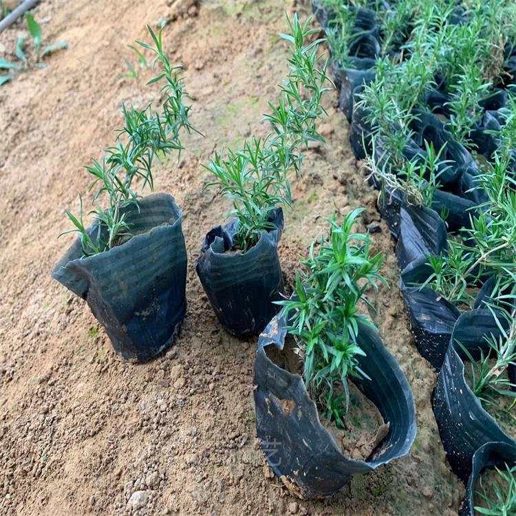 河南福禄考种植地出售 丛生福禄考道路两侧绿化花卉 福禄考种子批发基地 江瑞