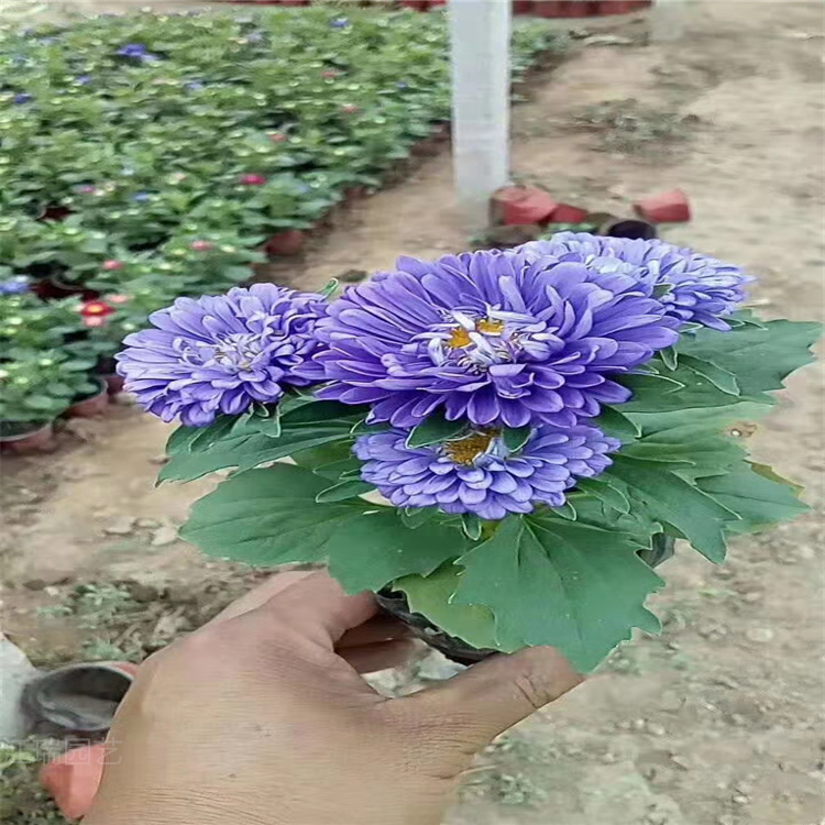 山东翠菊公园绿化花卉 翠菊厂区摆放种植花卉 翠菊大量上市 欢迎咨询
