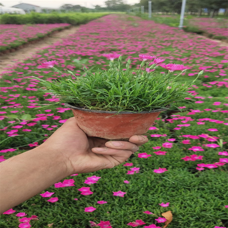 湖南欧石竹种植地销售 欧石竹适应能力强 易成活 江瑞园艺欧石竹苗圃直批