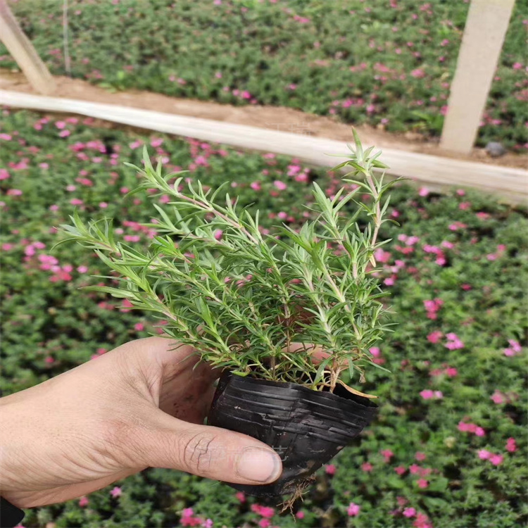 河南芝樱花种植地出售 芝樱多色系花卉 芝樱花海花卉 江瑞园艺现货供应