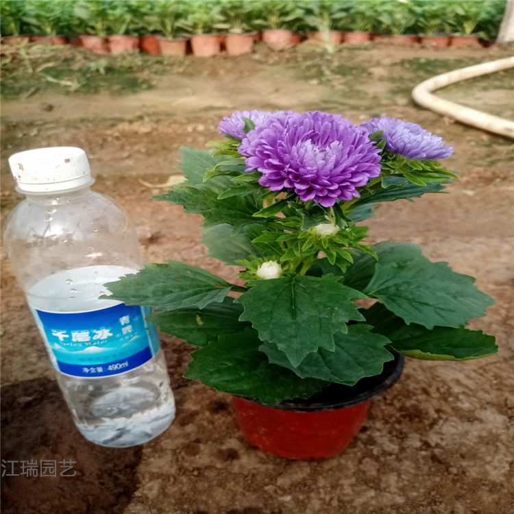 组摆花卉翠菊种植地销售 广场配色花卉翠菊 翠菊多色系花卉 质优价廉