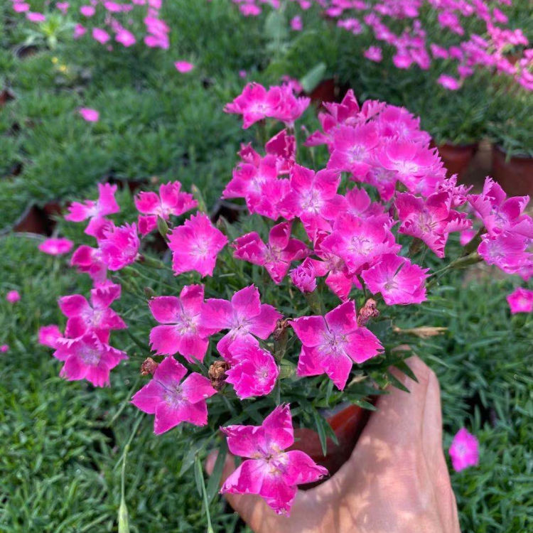 小杯优质欧石竹 专业欧石竹种植户 小涵花卉 多年生欧石竹