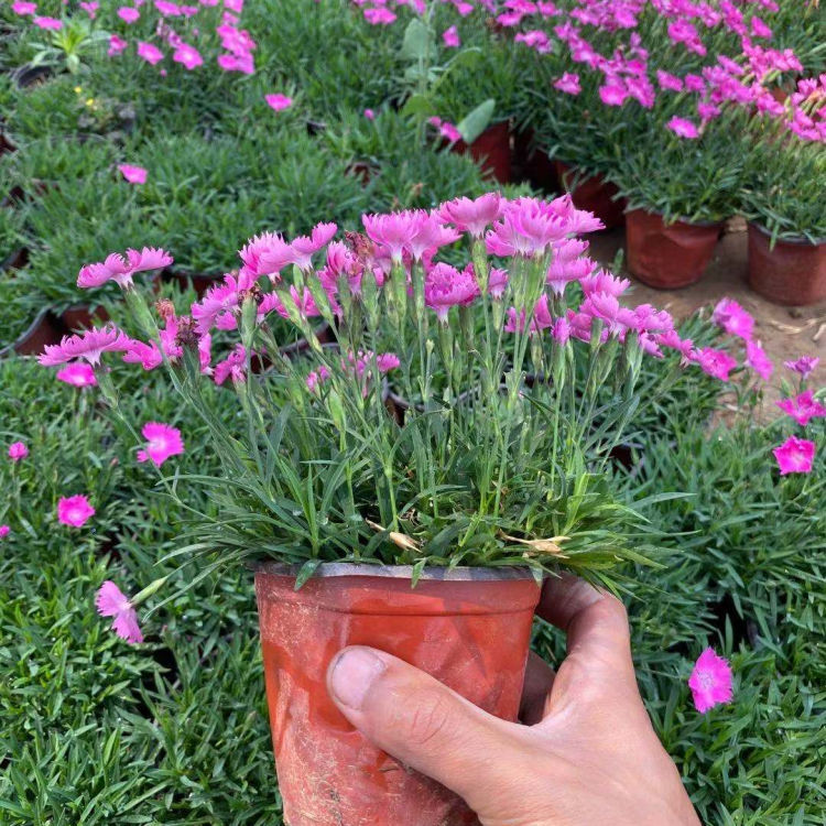 欧石竹穴盘苗种植基地批售 耐寒欧石竹穴盘苗 欢迎选购