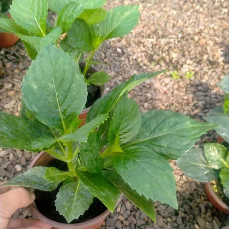 绣球营养杯苗 观赏用绣球杯苗 山东花卉种植基地