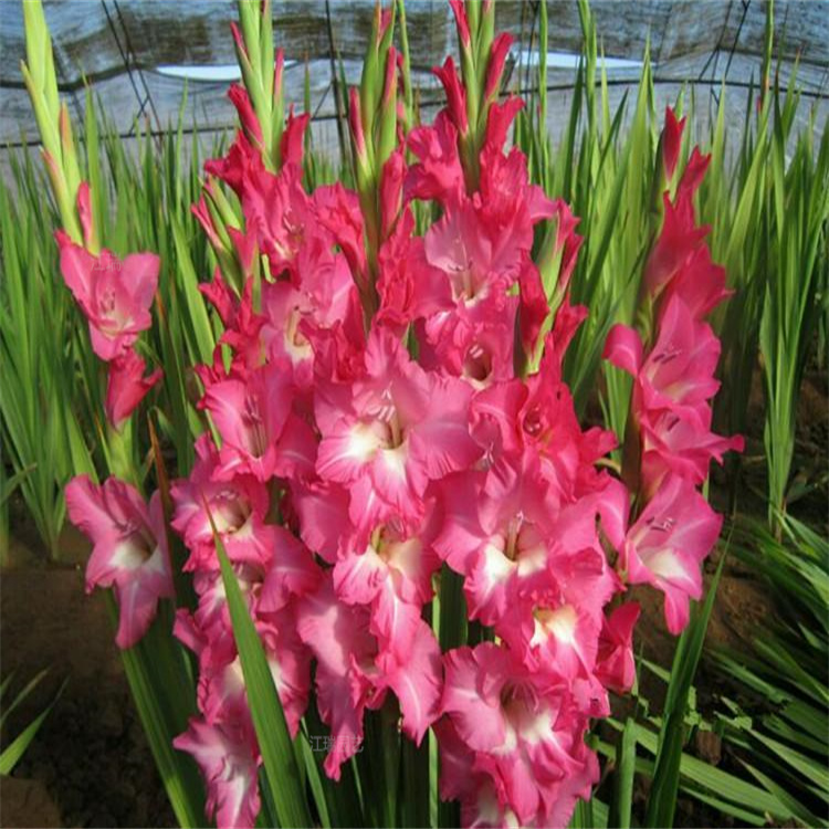 河北唐菖蒲花径种植花卉 路旁绿化花卉唐菖蒲 唐菖蒲观赏价值高 夏杰花卉基地直供