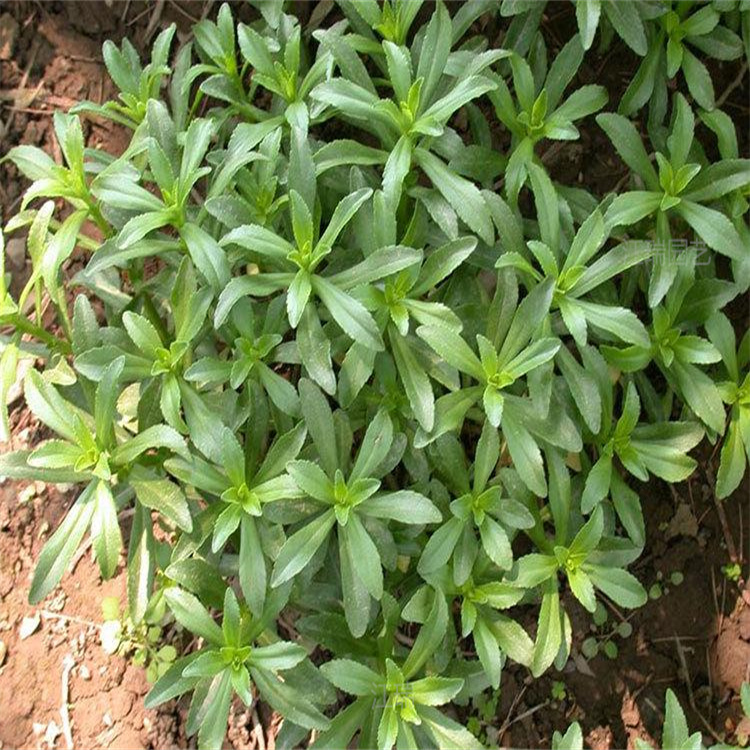 河北三七景天公园绿化常用花卉 景天三七小区绿化花卉 夏杰花卉欢迎致电咨询