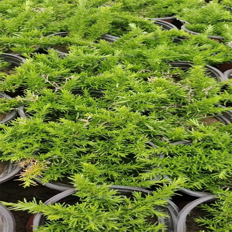湖北福禄考路边绿化花卉 丛生福禄考护坡绿化 芝樱花适应能力强