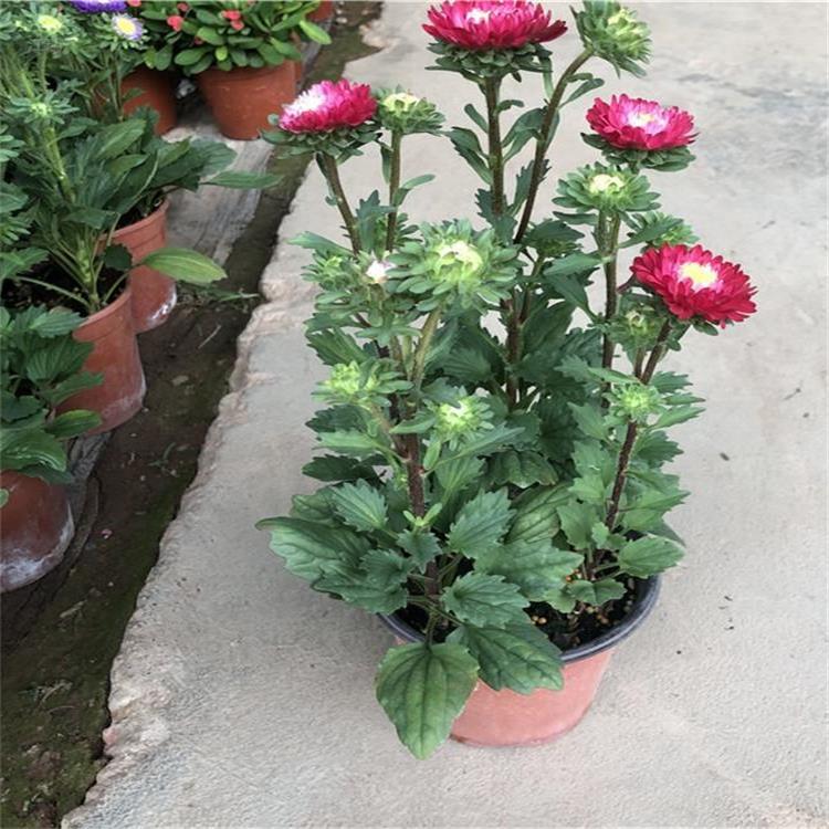 山东翠菊种植地出售 翠菊多色系花卉 节假日组摆花卉翠菊 颜色齐全 夏杰花卉
