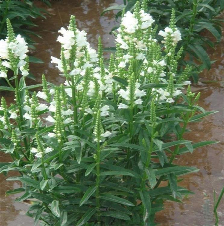 河南假龙头种植地出售 假龙头花境观赏花卉 假龙头公园种植花卉 欢迎咨询
