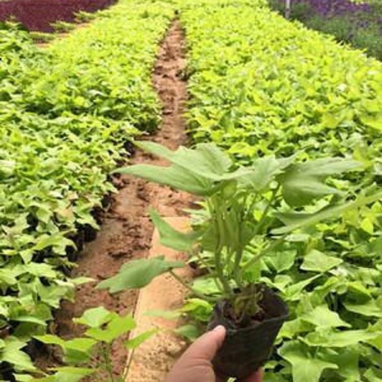金叶薯营养杯苗价格 金叶薯杯苗 青北源种植基地常年供应