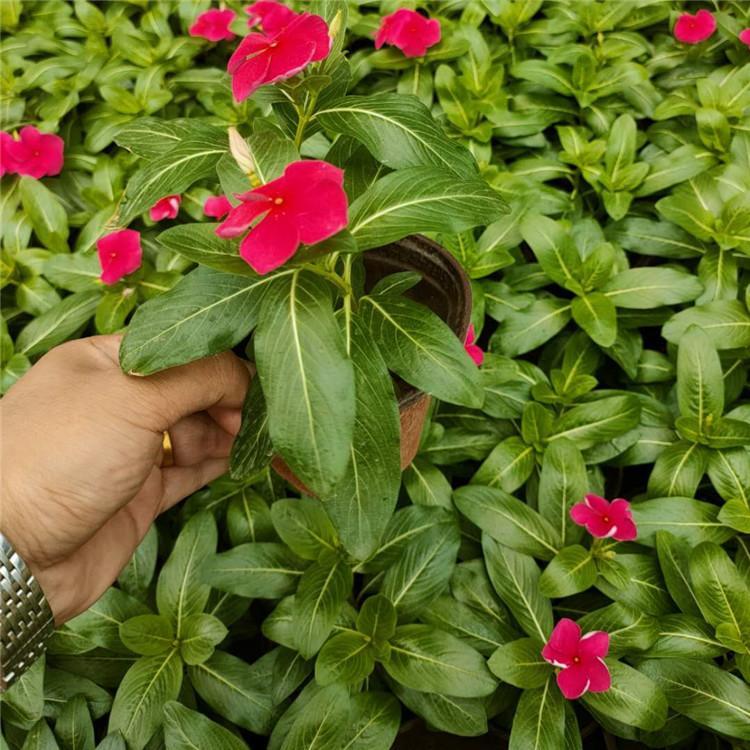 长春花盆栽发售 青北源苗圃批发 量大价优 长春花盆栽