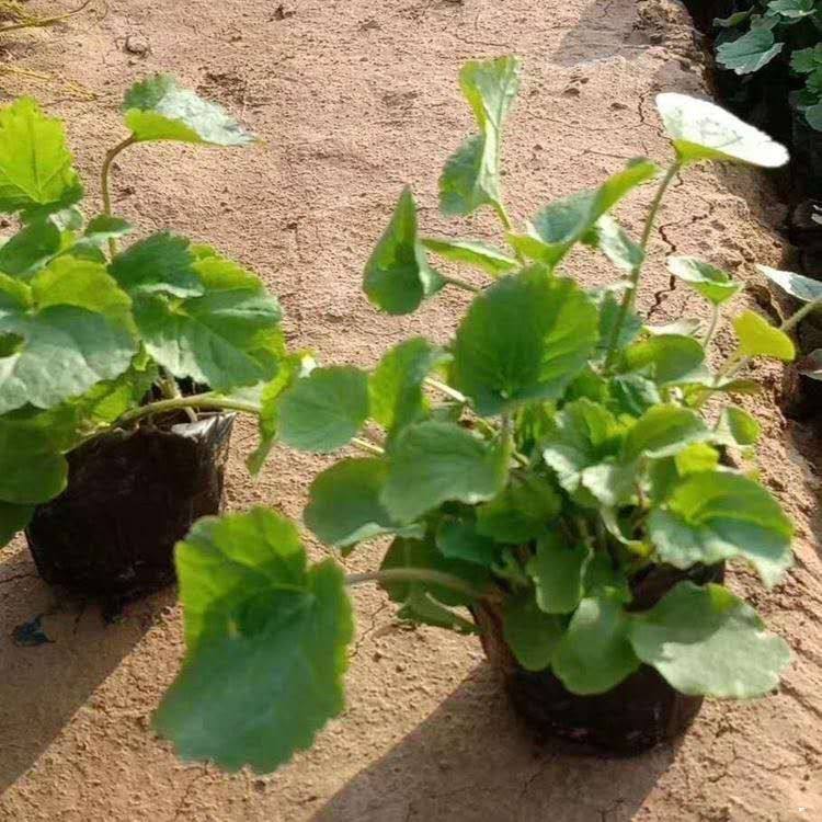 青北源基地供销二月兰杯苗 二月兰杯苗发售 量大价优