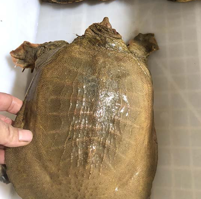 外塘甲鱼苗小甲鱼苗水鱼苗王八苗中华鳖生态养殖包活包邮