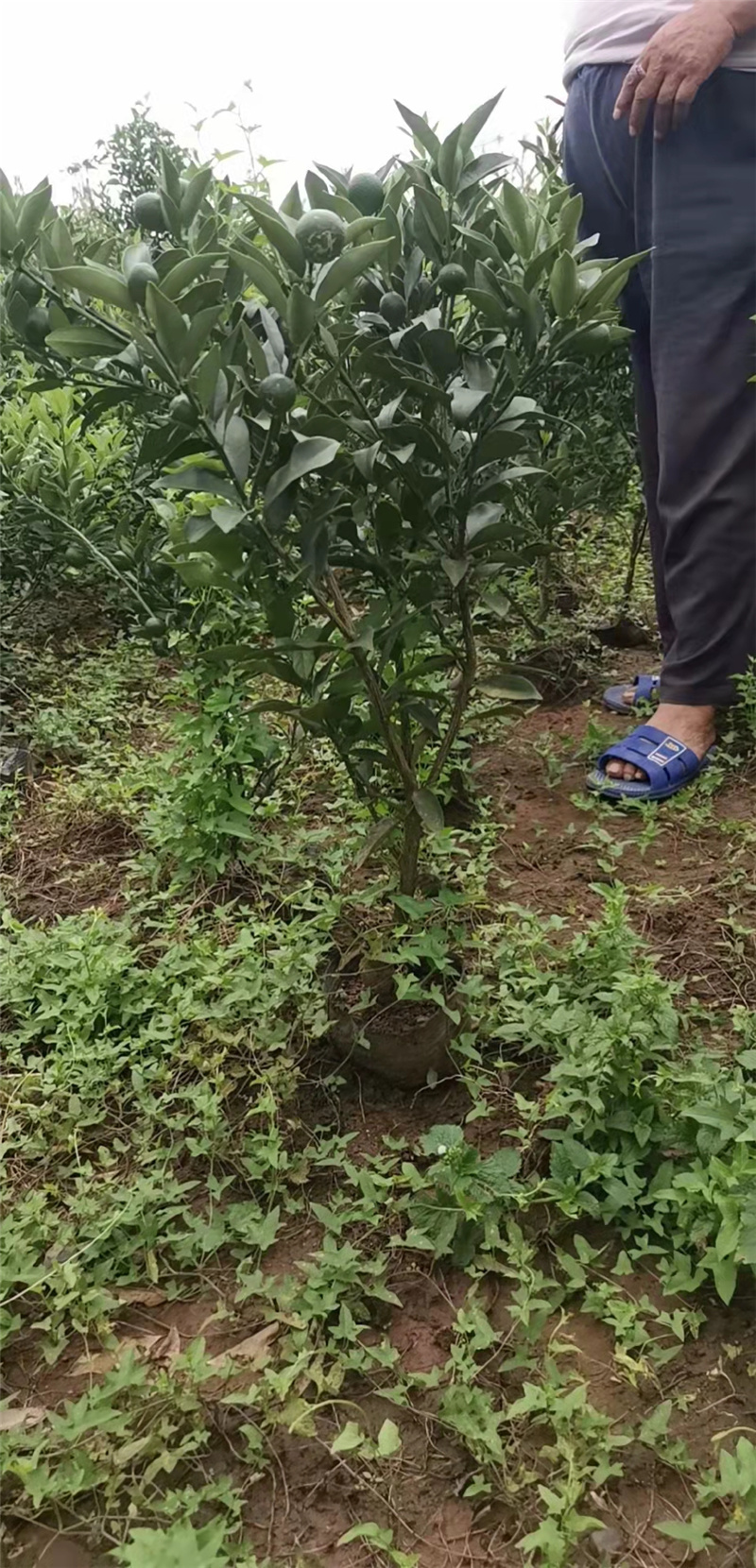   四川沃柑苗种植基地 无核沃柑苗木批发 红美人沃柑价格 