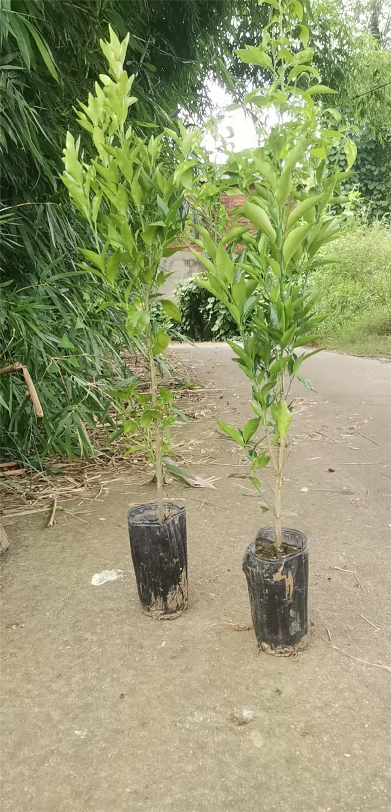 成都新鲜沃柑苗批发 柑橘种植基地 沃柑果苗可嫁接