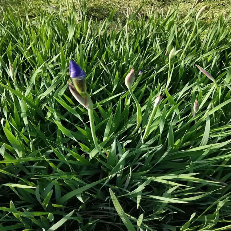 河南花菖蒲园林绿化配色花卉 花菖蒲挺水植物 花姿优美 观赏价值高 江瑞
