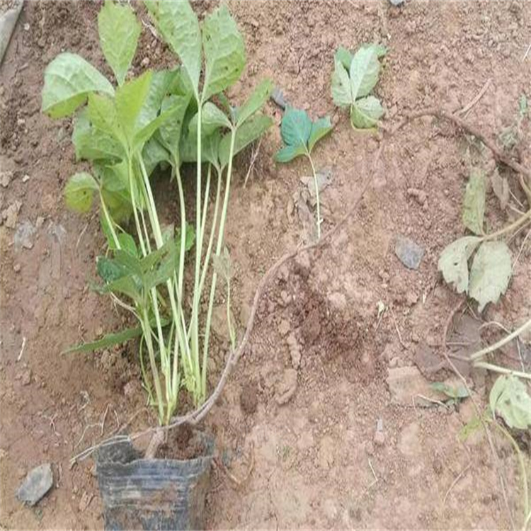 河南三叶地锦路旁绿化 三叶地锦花径种植 三叶地锦假山 围墙攀爬植物 欢迎咨询