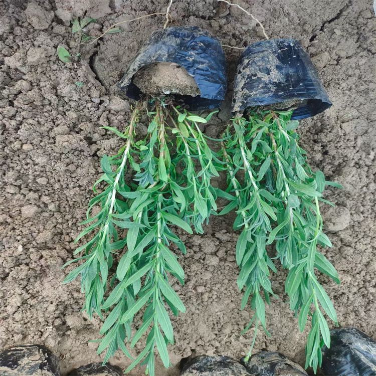 薰衣草花海种子 薰衣草种植地销售 薰衣草基地大量上市 质优价廉