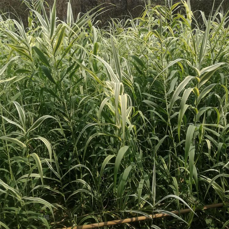湿地公园常用绿化花叶芦竹 花叶芦竹路旁绿化 花叶芦竹小苗公园基地 江瑞