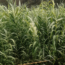湿地公园常用绿化花叶芦竹 花叶芦竹路旁绿化 花叶芦竹小苗公园基地 江瑞