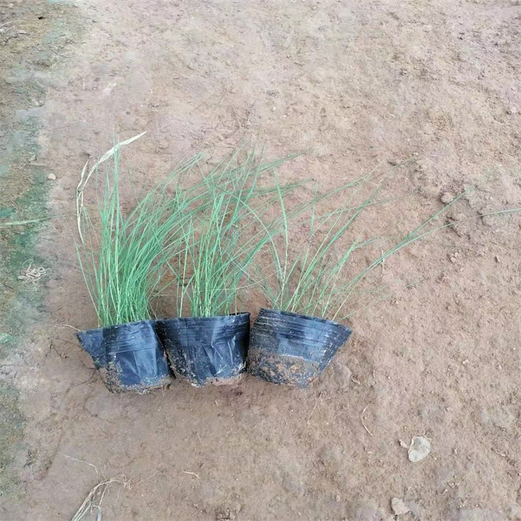 湖北粉黛乱子草花径种植花卉 粉黛乱子草路旁绿化 粉黛乱子草观赏价值高 江瑞