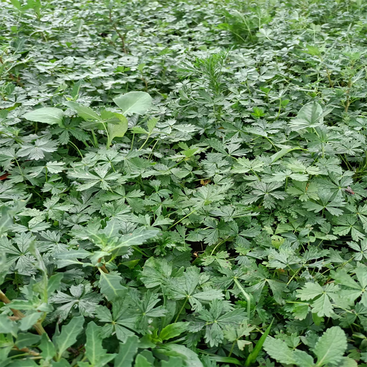 河南五叶委陵菜路旁绿化 五叶委陵菜种植地销售 五叶委陵菜批发商 江瑞