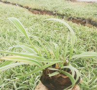 湖北玉带草花径绿化 水边种植玉带草 玉带草盆栽 欢迎咨询