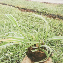 湖北玉带草花径绿化 水边种植玉带草 玉带草盆栽 欢迎咨询