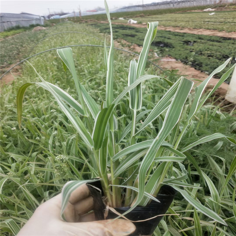 河南玉带草种植地销售 玉带草花径种植 玉带草路旁绿化 江瑞园艺