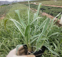 河南玉带草种植地销售 玉带草花径种植 玉带草路旁绿化 江瑞园艺