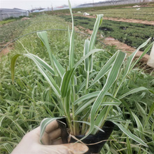 河南玉带草种植地销售 玉带草花径种植 玉带草路旁绿化 江瑞园艺