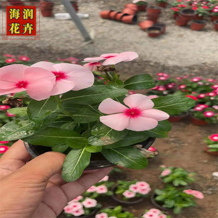 天天开 双色盆长春花天天开小苗 天天开上车价 青州海润花卉