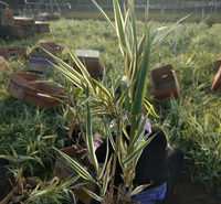 河北花叶芦竹货源充足 花叶芦竹水边绿化 花叶芦竹湿地绿化 夏杰花卉