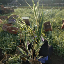 河北花叶芦竹货源充足 花叶芦竹水边绿化 花叶芦竹湿地绿化 夏杰花卉