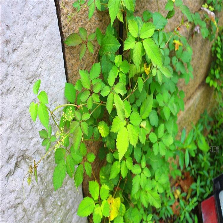 五叶地锦种植地销售 五叶地锦成品苗基地 五叶地锦藤本植物 夏杰花卉