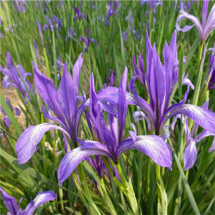北京马兰花道路两侧绿化花卉 马兰花花镜打造花卉 马兰花适应能力强 欢迎致电咨询