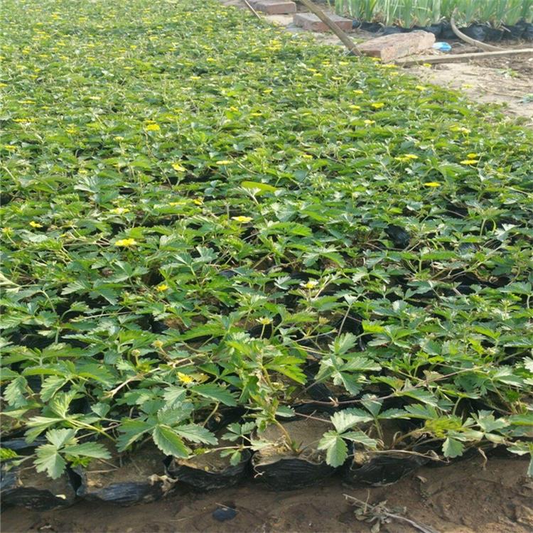 河南三叶委陵菜种植地出售 三叶委陵菜护坡绿化 三叶委陵菜湿地公园绿化常用