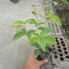 山东三叶地锦垂直绿化植物 三叶地锦攀援植物 叶色优美 观赏价值高 夏杰直批