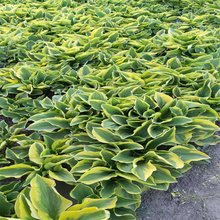 河南金边玉簪种植地销售 金边玉簪路旁绿化 金边玉簪植株优美 耐观赏