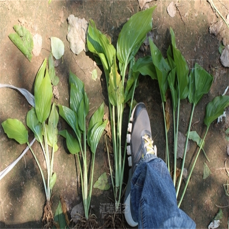 河南白玉簪种植地销售 白玉簪路旁绿化 白玉簪景观绿化常用 江瑞