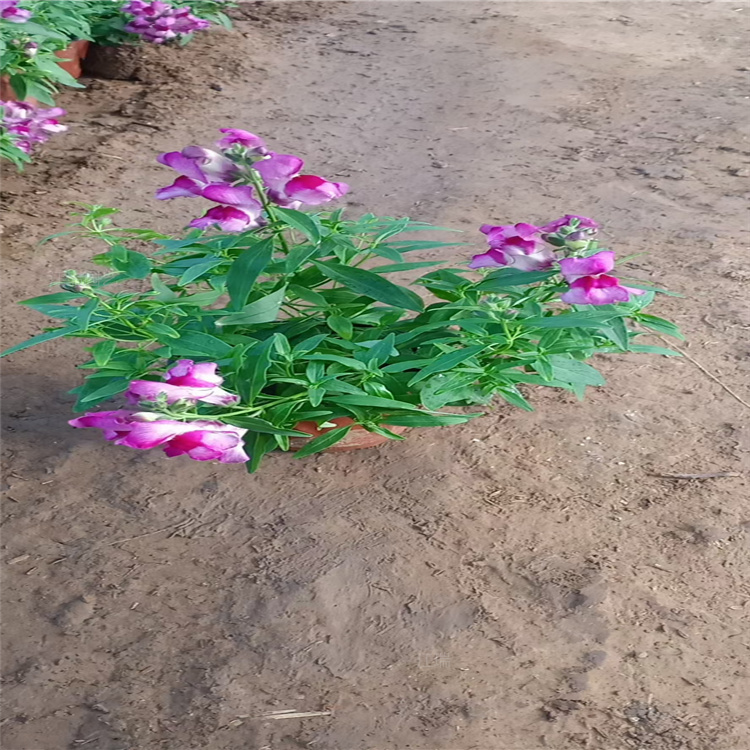 节日组摆花卉金鱼草 山东金鱼草花色齐全 金鱼草花径种植花卉 江瑞