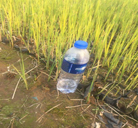 河南香蒲种植地销售 香蒲生长绿化植物 耐观赏 公园水塘绿化香蒲价格 江瑞园艺